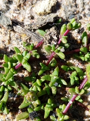 Lampranthus debilis