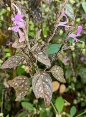 Hypoestes
