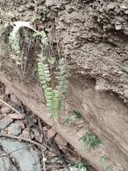 Adiantum malesianum