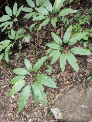 Heptapleurum heptaphyllum