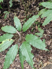 Heptapleurum heptaphyllum