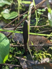 Geoglossum