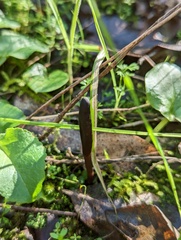 Geoglossum