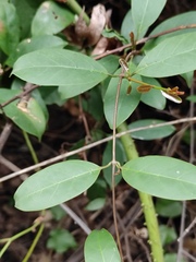 Urceola rosea