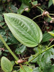 Smilax china