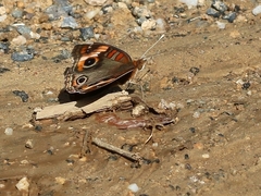 Junonia zonalis
