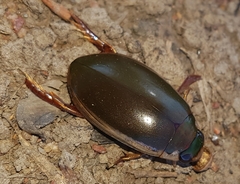 Onychohydrus scutellaris