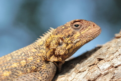 Agama bibronii