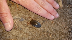 Onychohydrus scutellaris
