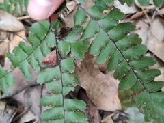 Adiantum flabellulatum