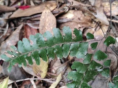 Adiantum flabellulatum