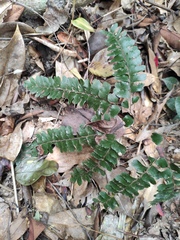 Adiantum flabellulatum