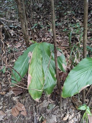Alpinia japonica