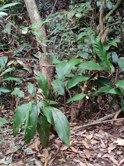 Alpinia japonica