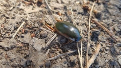 Onychohydrus scutellaris
