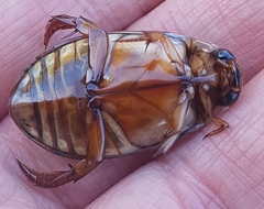 Onychohydrus scutellaris