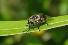 Scaptia auriflua
