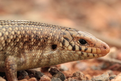 Chalcides polylepis