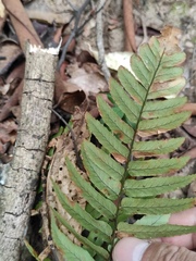 Dryopteris decipiens