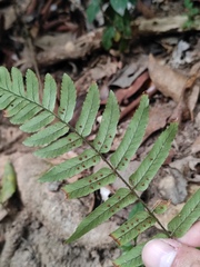 Dryopteris decipiens