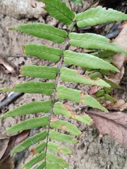 Dryopteris decipiens