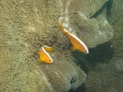Amphiprion sandaracinos