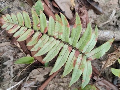 Dryopteris decipiens