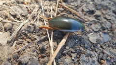 Onychohydrus scutellaris