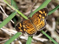 Anthanassa frisia