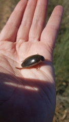 Onychohydrus scutellaris