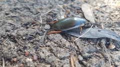 Onychohydrus scutellaris