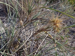 Spinifex hirsutus