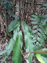 Alpinia japonica