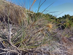 Spinifex hirsutus