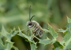 Eucera longicornis