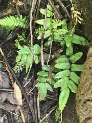Blechnum wattsii