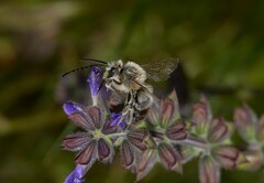 Eucera longicornis
