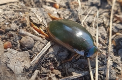 Onychohydrus scutellaris