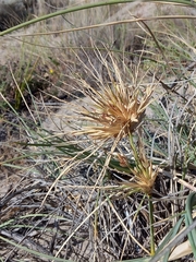 Spinifex hirsutus