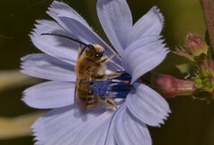 Eucera longicornis