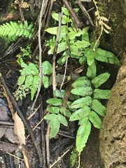 Blechnum wattsii