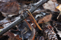 Macrotyphula contorta