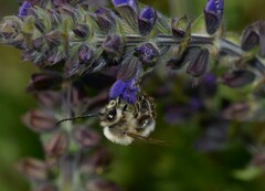 Eucera longicornis