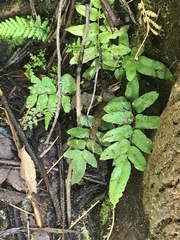 Blechnum wattsii
