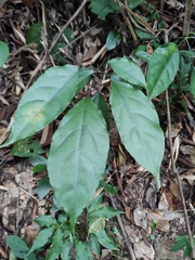 Heptapleurum heptaphyllum