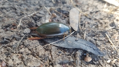 Onychohydrus scutellaris