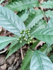 Psychotria prainii