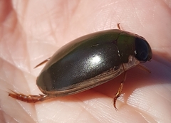 Onychohydrus scutellaris