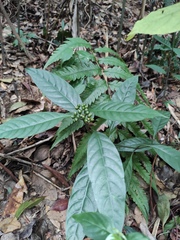 Psychotria prainii