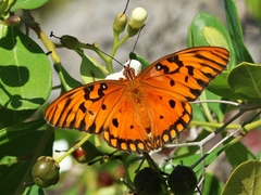 Dione vanillae insularis